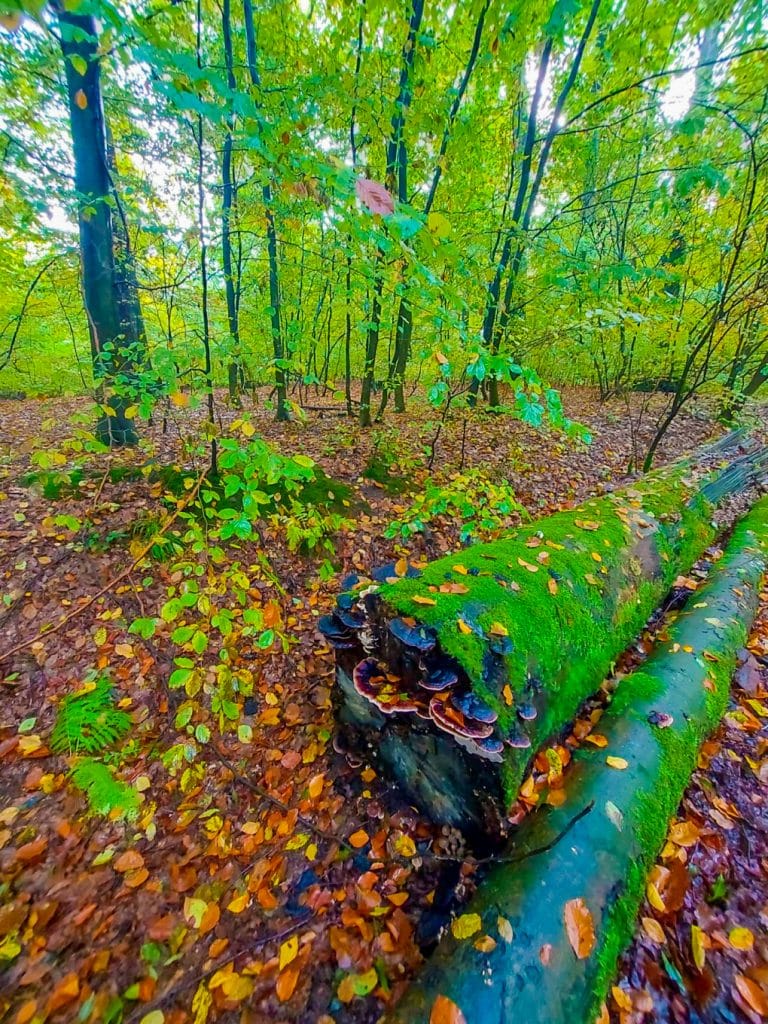 MicrosoftTeams-image (10)