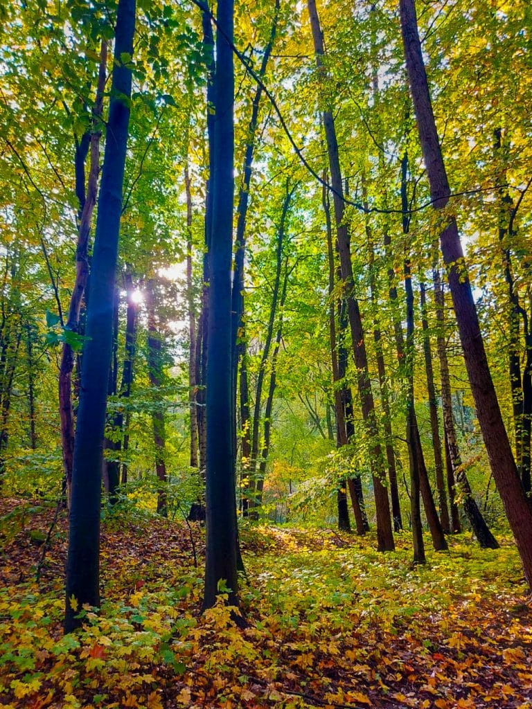 MicrosoftTeams-image (8)